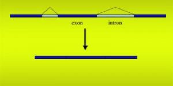 Human Proteins Evolving Slowly Thanks To Multitasking Genes