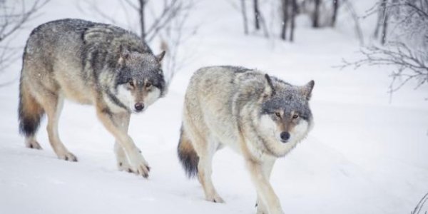 The Mysterious Genetic Origin Of Scandinavian Wolves