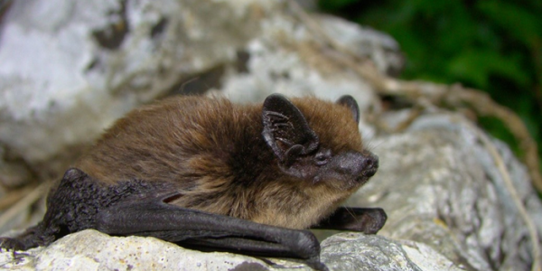 Blade Feathering May Cause A Lot Fewer Flying Creature Deaths Due To Wind Power