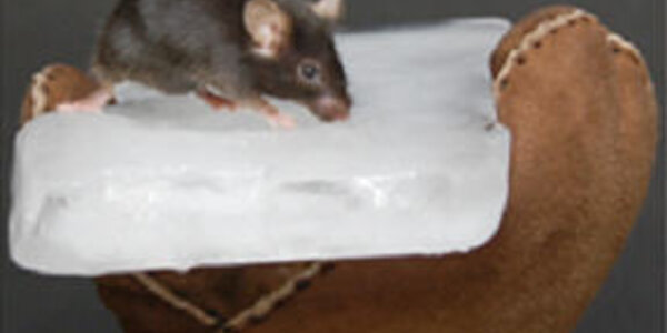 Article teaser image