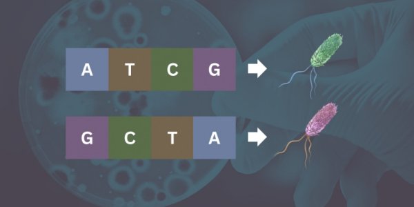 Bacterial Genes Can Be Genetic Shapeshifters