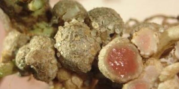 Article teaser image