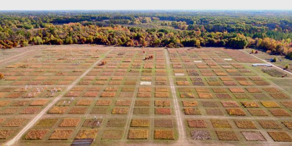 Controversial Jena Biodiversity Experiment Put To The Test