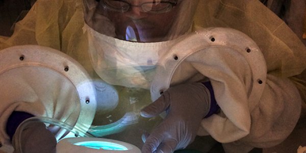 SARS-CoV-2 Is Not Transmitted By Mosquitoes