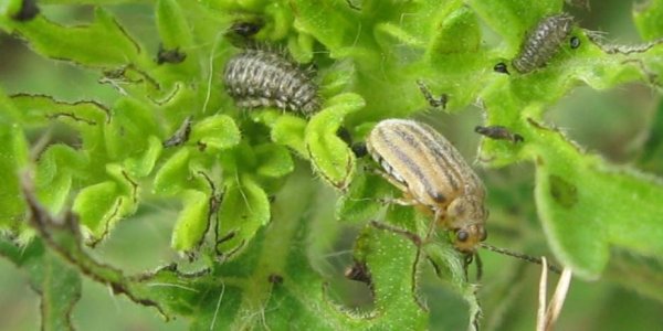 Ophraella Communa: Leaf Beetle Significantly Reduces Pollen And That's Great For Allergies
