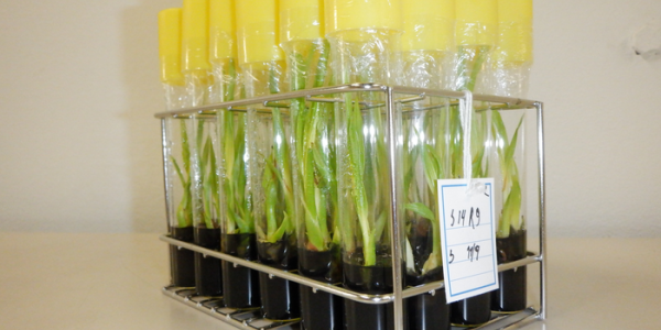 Coconut Products Are A Huge Fad But Trees Are Slow To Grow - Science Will Fix That