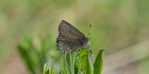 The Insect Apocalypse That Never Was