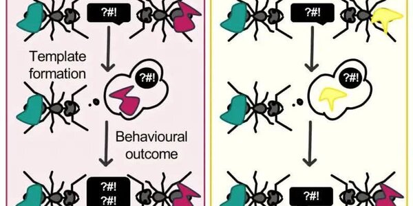 Ants Are Like Philadelphia Eagles Fans: They Hold Grudges Forever - article teaser image