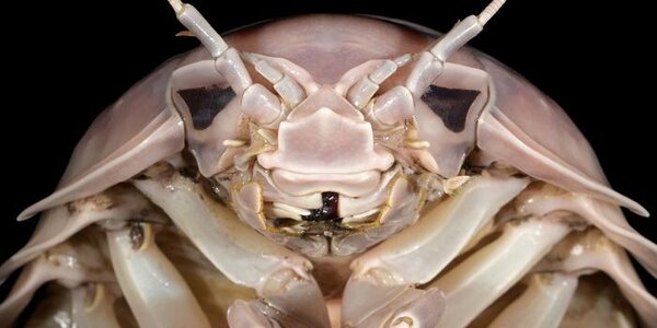 Bathynomus Vaderi: The Sea Bug Of Your New 'Star Wars' Nightmare - article teaser image