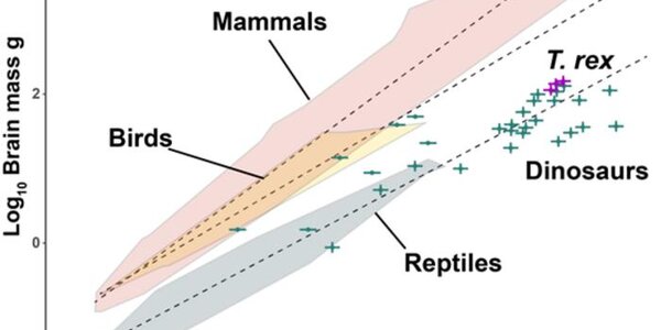 More Like Lizards: Claim That T. Rex Was As Smart As Monkeys Refuted - article teaser image