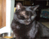 Profile picture for user Gary Herstein