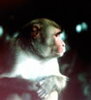 Profile picture for user Mouse n monkey vet