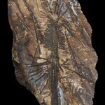 Article teaser image