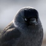 Article teaser image
