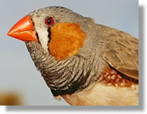 Zebra Finch Australian Zebra Finch