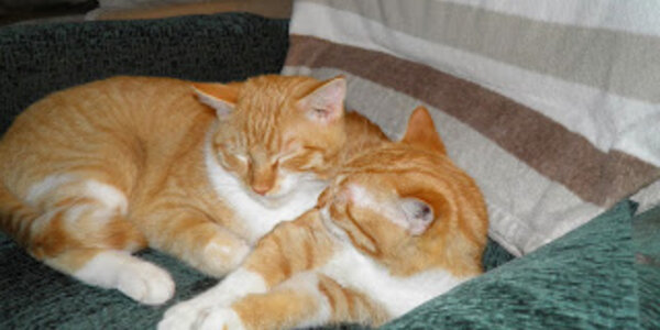 Article teaser image