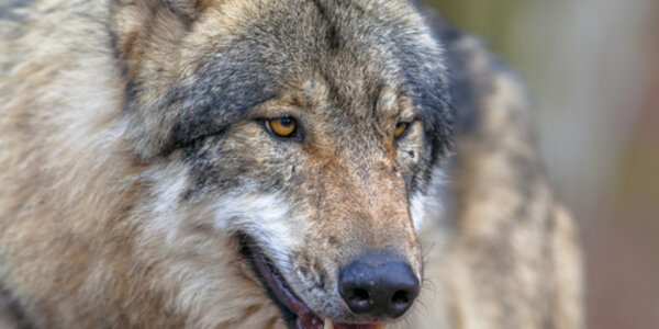 Article teaser image