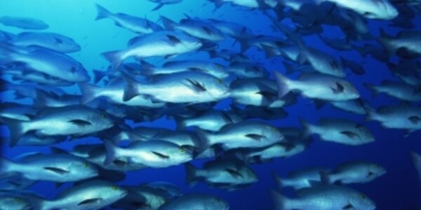 Article teaser image