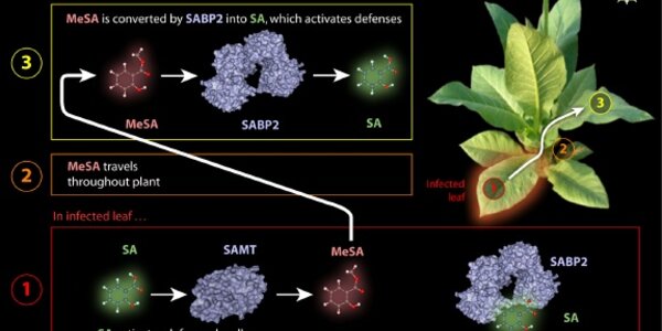 Article teaser image