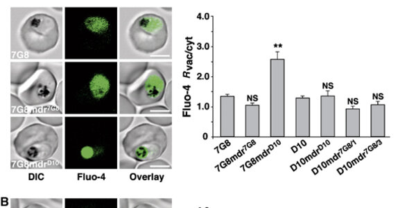 Article teaser image