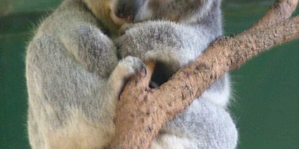 Article teaser image