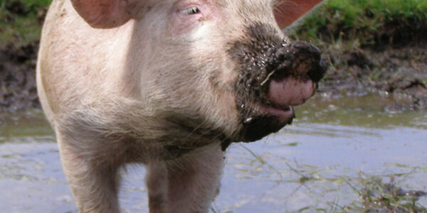 Article teaser image