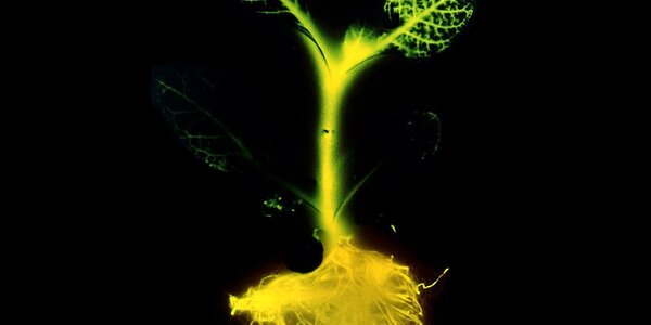 Article teaser image