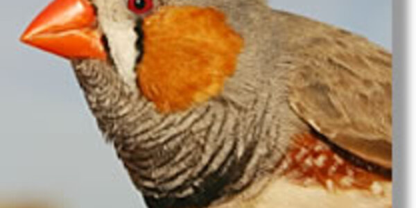 Article teaser image