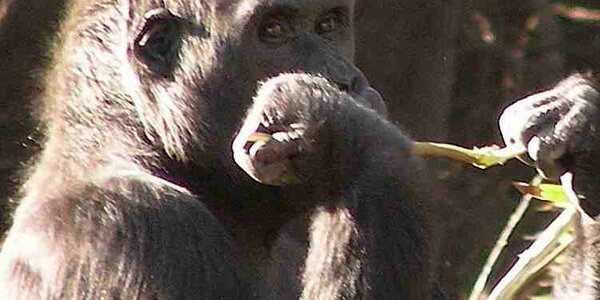 Article teaser image