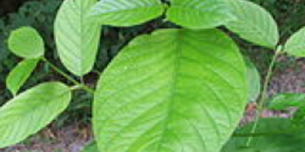 Article teaser image