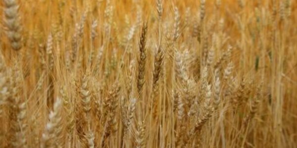 Article teaser image