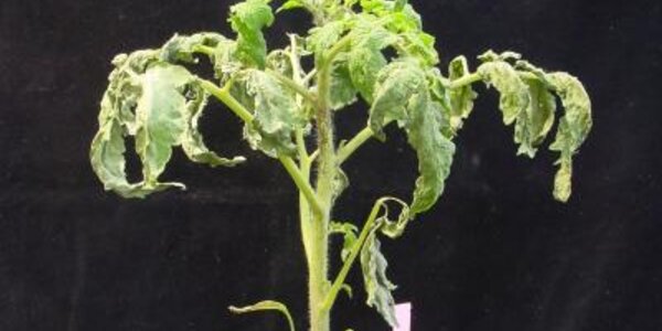 Article teaser image