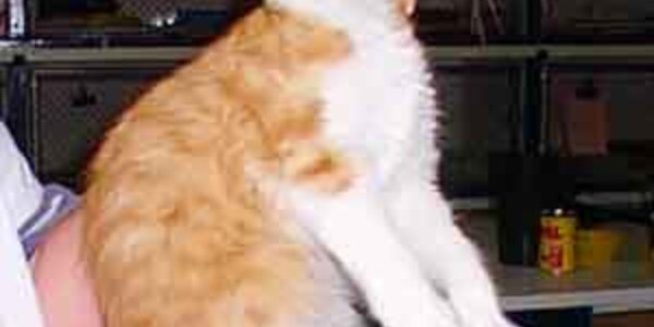 Article teaser image