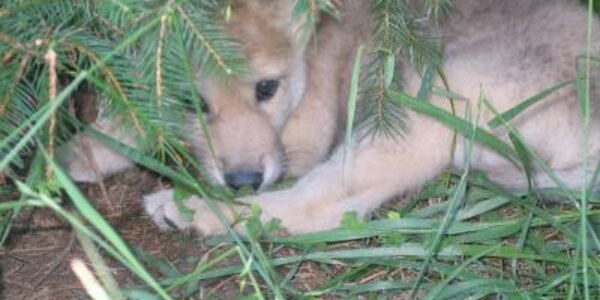 Article teaser image