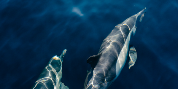 Article teaser image