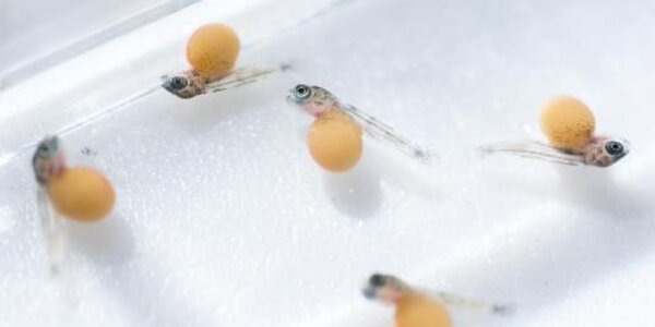 Article teaser image