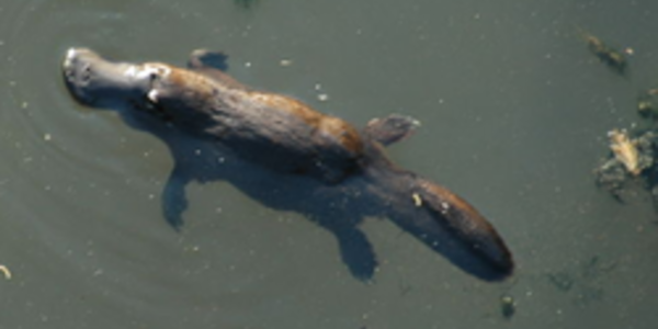 Article teaser image