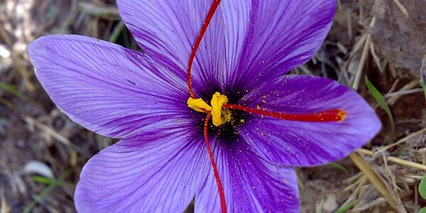 Article teaser image