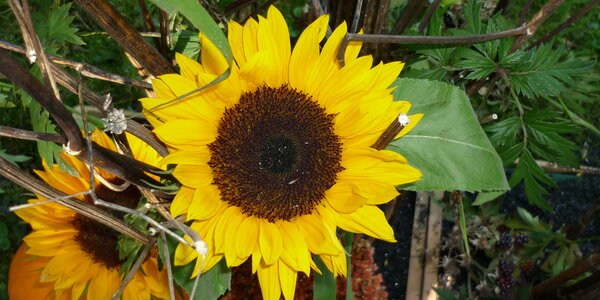 Article teaser image