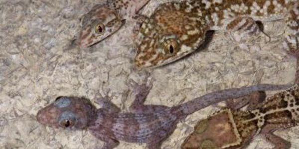 Article teaser image