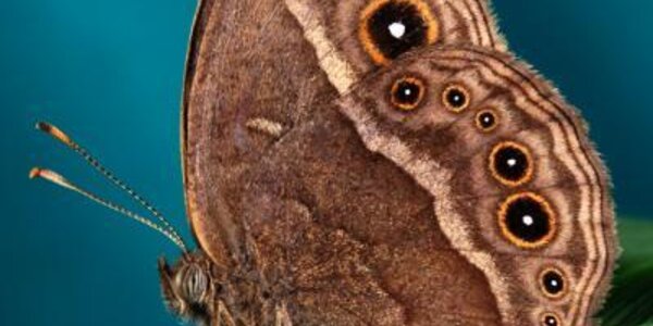 Article teaser image