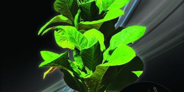 Article teaser image