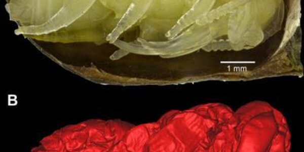 Article teaser image