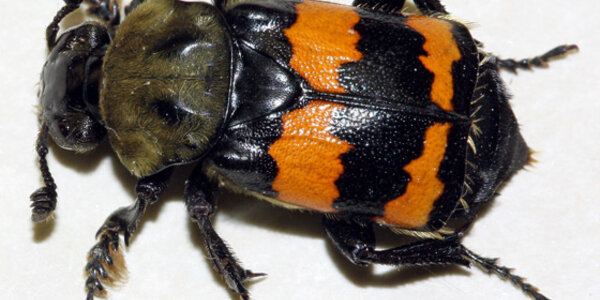 Article teaser image