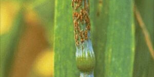 Article teaser image