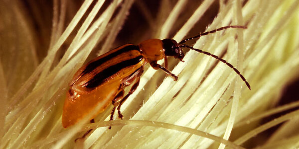 Article teaser image