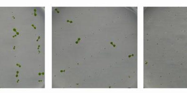 Article teaser image