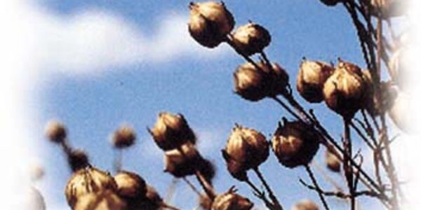 Article teaser image