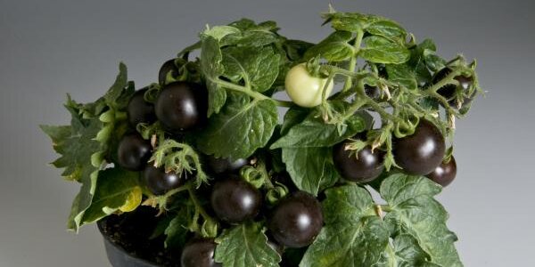 Article teaser image