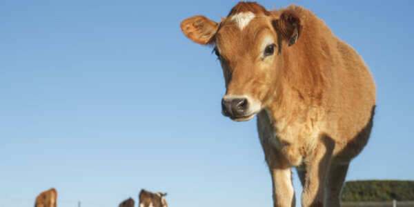 Article teaser image